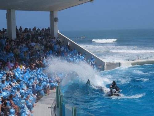 鴨川シーワールドのショーで客席に水をかけながら泳ぐシャチ