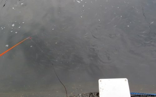 八景島シーパラダイス「うみファーム」のいけすを泳ぐマアジの魚群