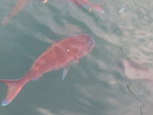 八景島シーパラダイス「うみファーム」のいけすを泳ぐマダイ