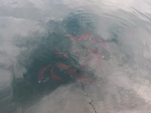 八景島シーパラダイス「うみファーム」のいけすを泳ぐマダイの魚群