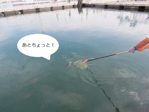 八景島シーパラダイス「うみファーム」でマダイを釣り上げる様子