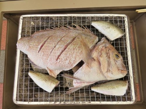 八景島シーパラダイス「うみファーム」で釣り上げ、自分で塩焼きにするマダイ・マアジ