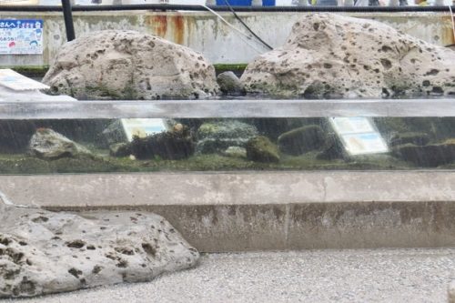 八景島シーパラダイス「ふれあいラグーン」にある藻場を再現した水槽で生き物に触れる