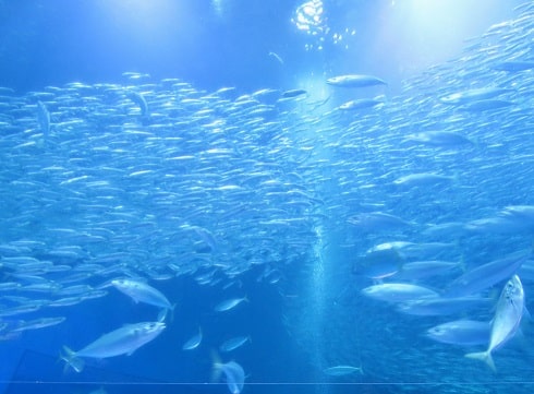 八景島シーパラダイス「アクアミュージアム」の大水槽を泳ぐイワシの群れ