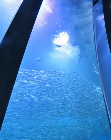 八景島シーパラダイス「アクアミュージアム」の大水槽を泳ぐイワシの群れとサメ