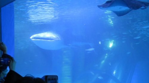 八景島シーパラダイス「アクアミュージアム」の大水槽を泳ぐ大迫力のジンベエザメ