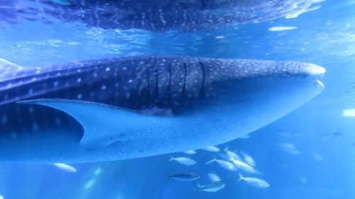 八景島シーパラダイス「アクアミュージアム」の大水槽を泳ぐジンベエザメが間近に見られる