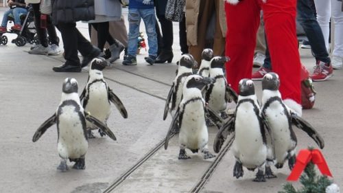 八景島シーパラダイス「ふれあいラグーン」を散歩するペンギン